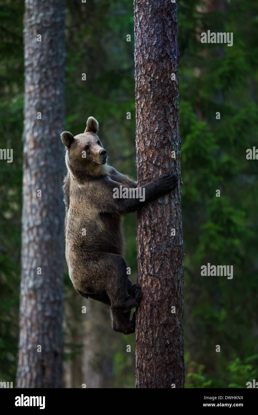 Brown Bear in Finland Forest Stock Photo - Alamy