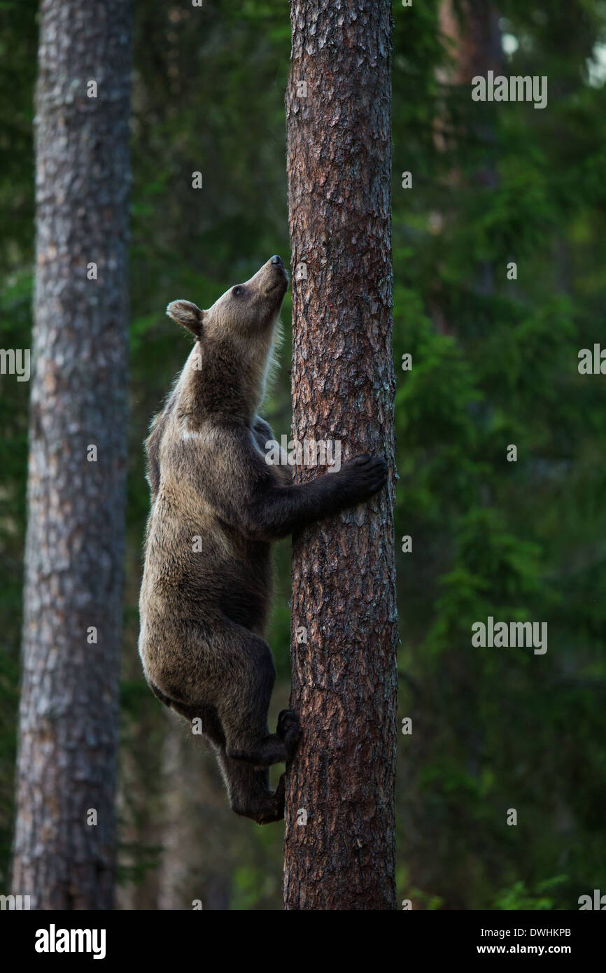 Brown Bear in Finland Forest Stock Photo - Alamy