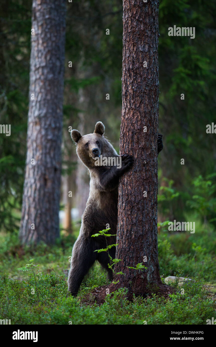 Brown Bear in Finland Forest Stock Photo - Alamy