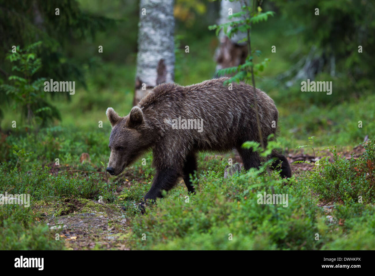 Brown Bear in Finland Forest Stock Photo - Alamy