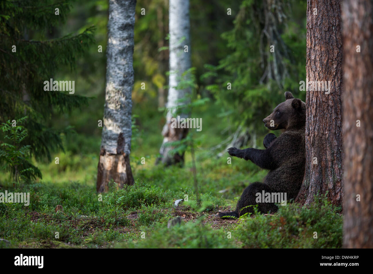 Brown Bear in Finland Forest Stock Photo - Alamy
