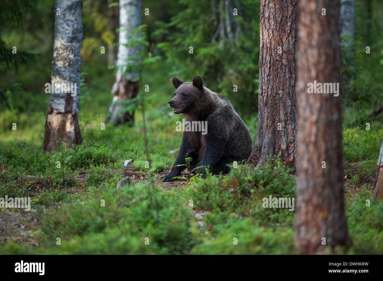 Brown Bear in Finland Forest Stock Photo - Alamy