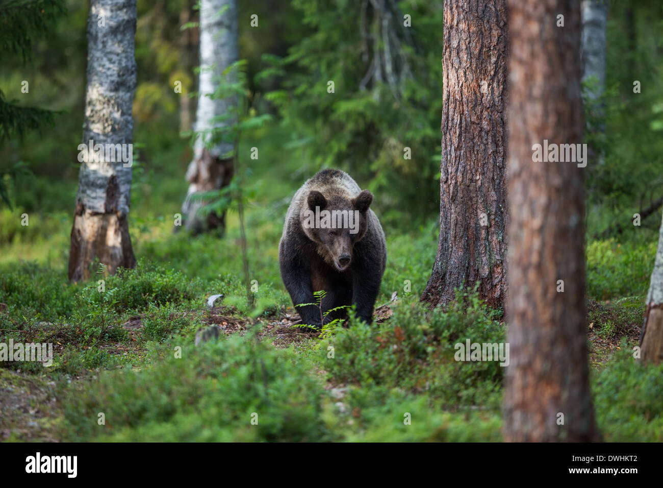 Brown Bear in Finland Forest Stock Photo - Alamy