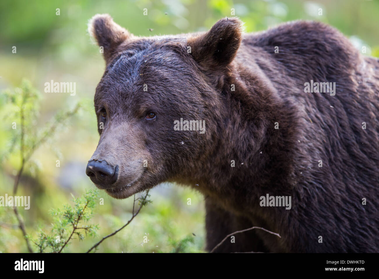 Brown Bear in Finland Forest Stock Photo - Alamy