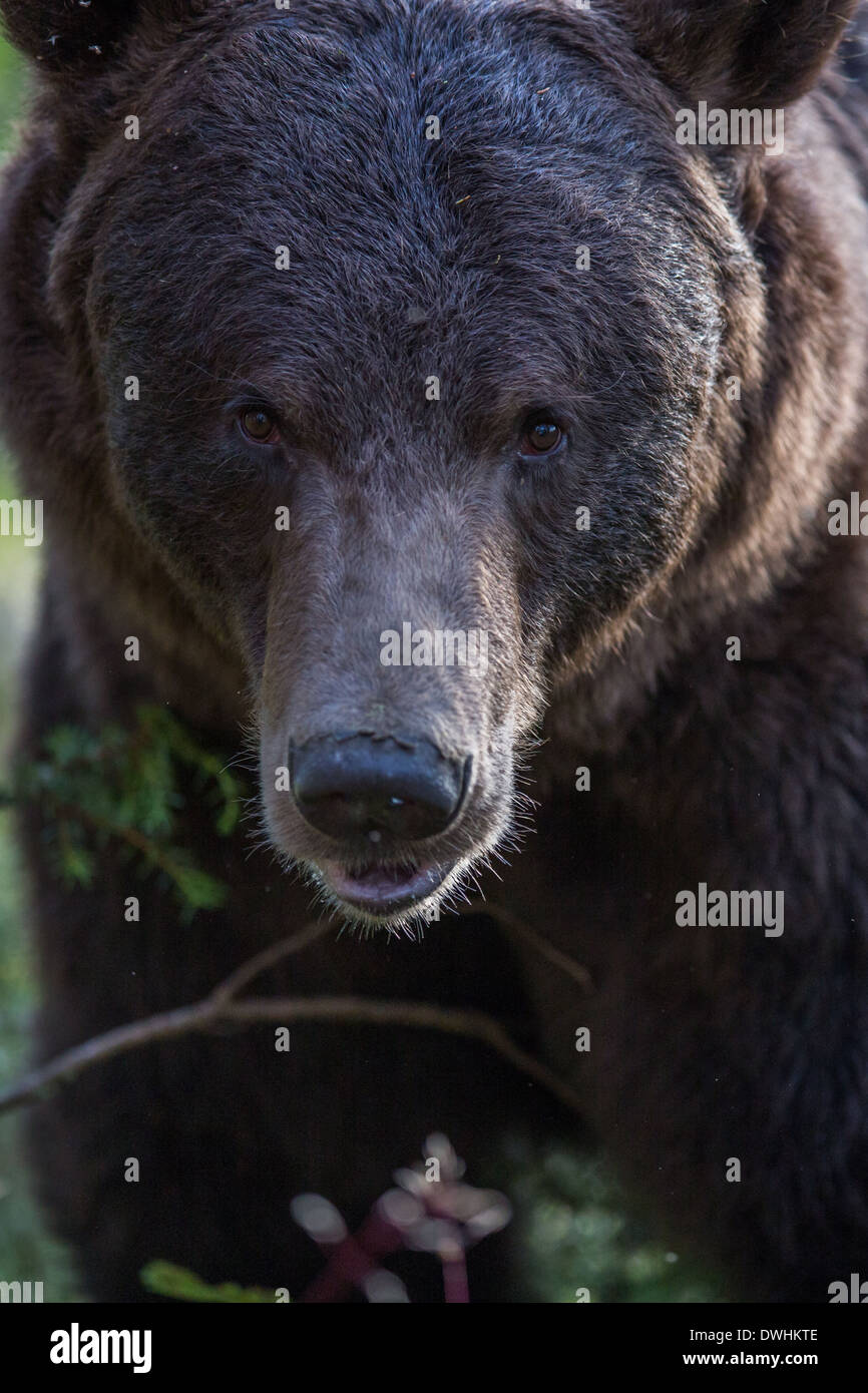 Brown Bear in Finland Forest Stock Photo - Alamy