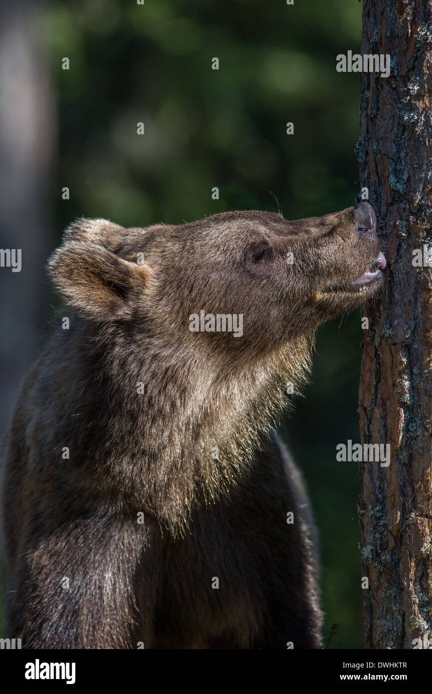 Brown Bear in Finland Forest Stock Photo - Alamy