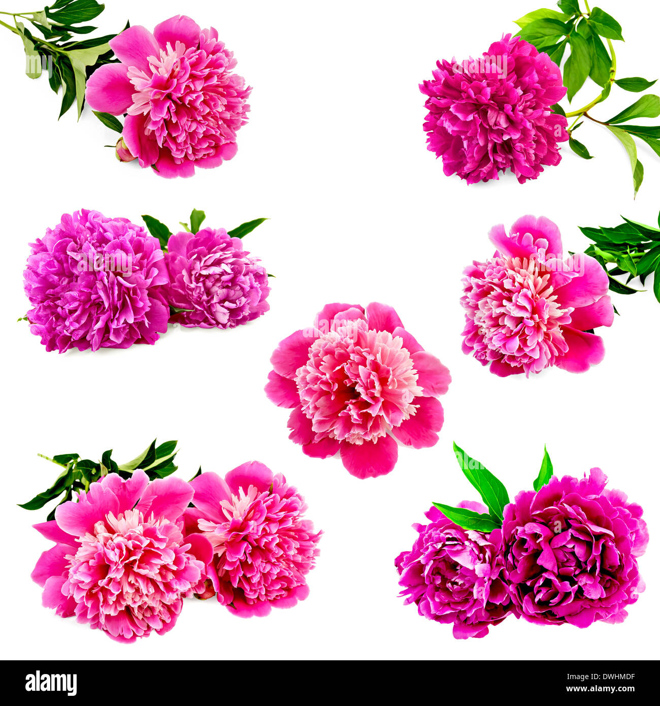Set of pink peonies with green leaves isolated on white background ...