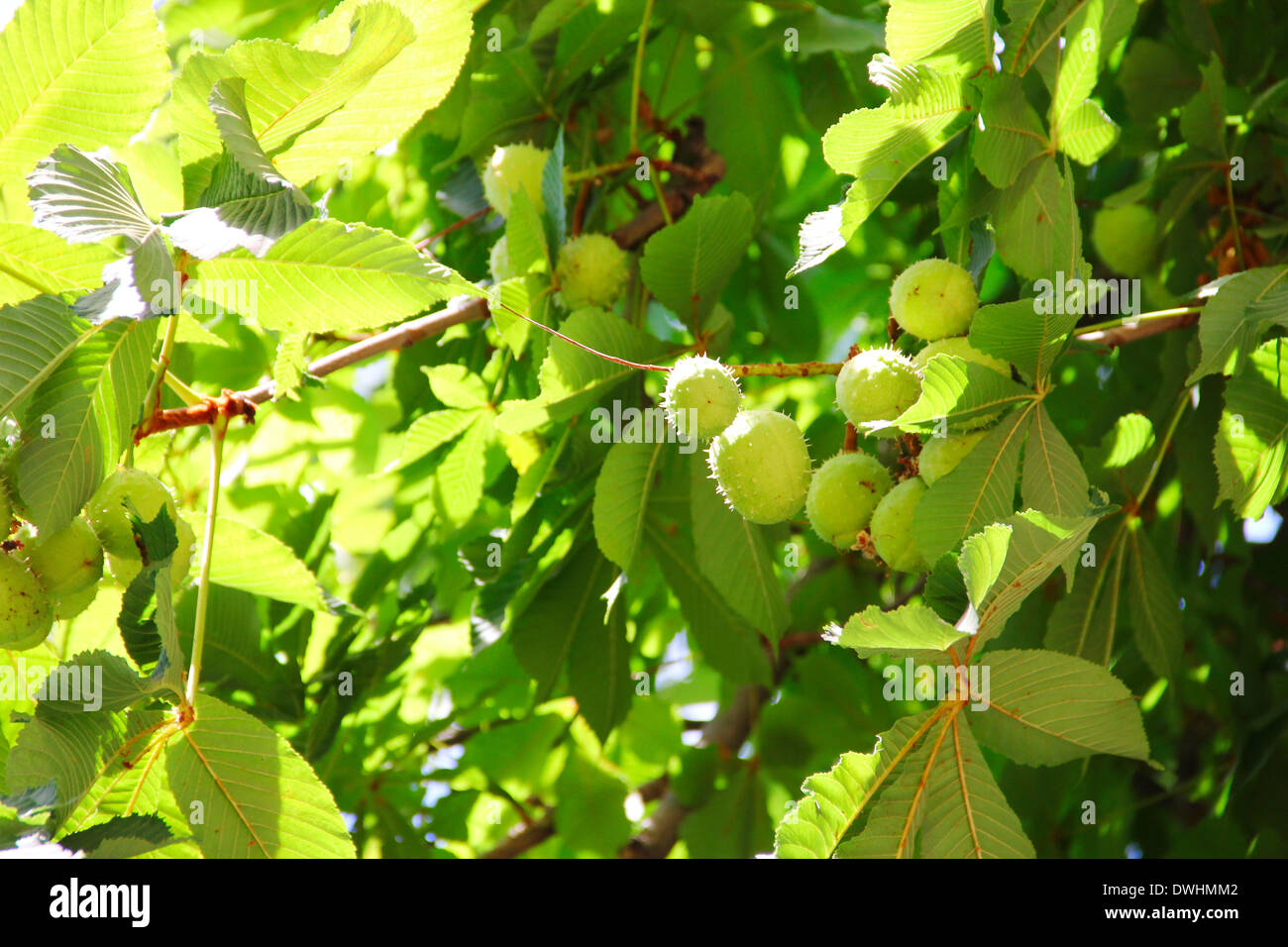 Sweet chestnut bear fruit hi-res stock photography and images - Alamy