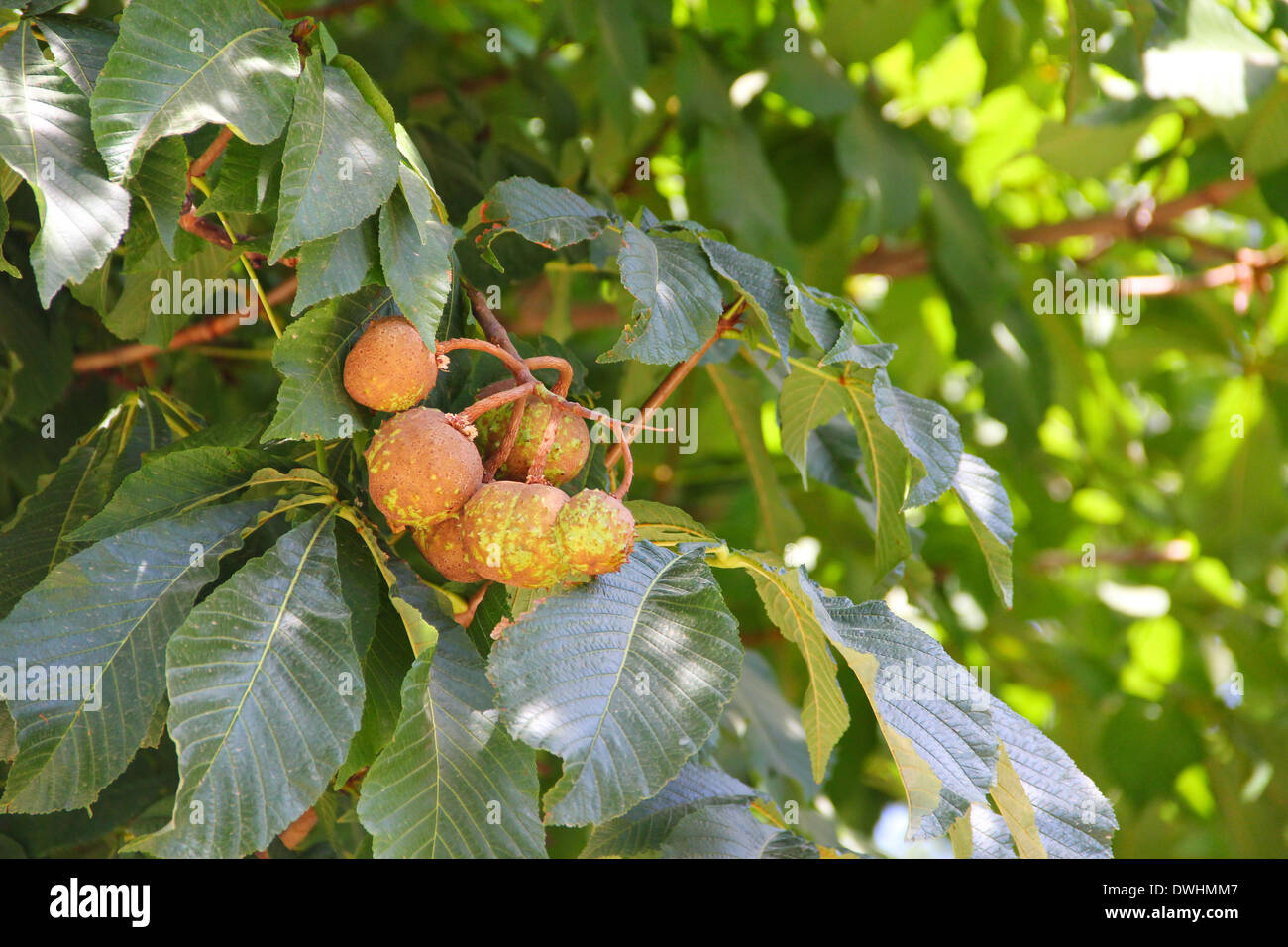 Close up branch chestnut tree hi res stock photography and images Alamy Close up branch chestnut tree hi res stock photography and images Alamy