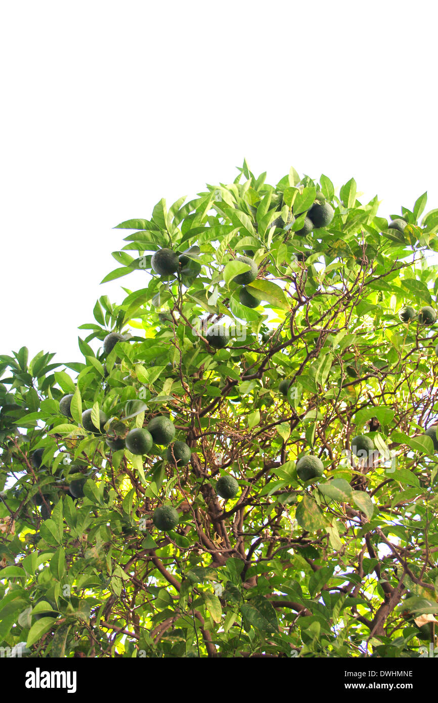 Limes on tree Stock Photo Alamy
