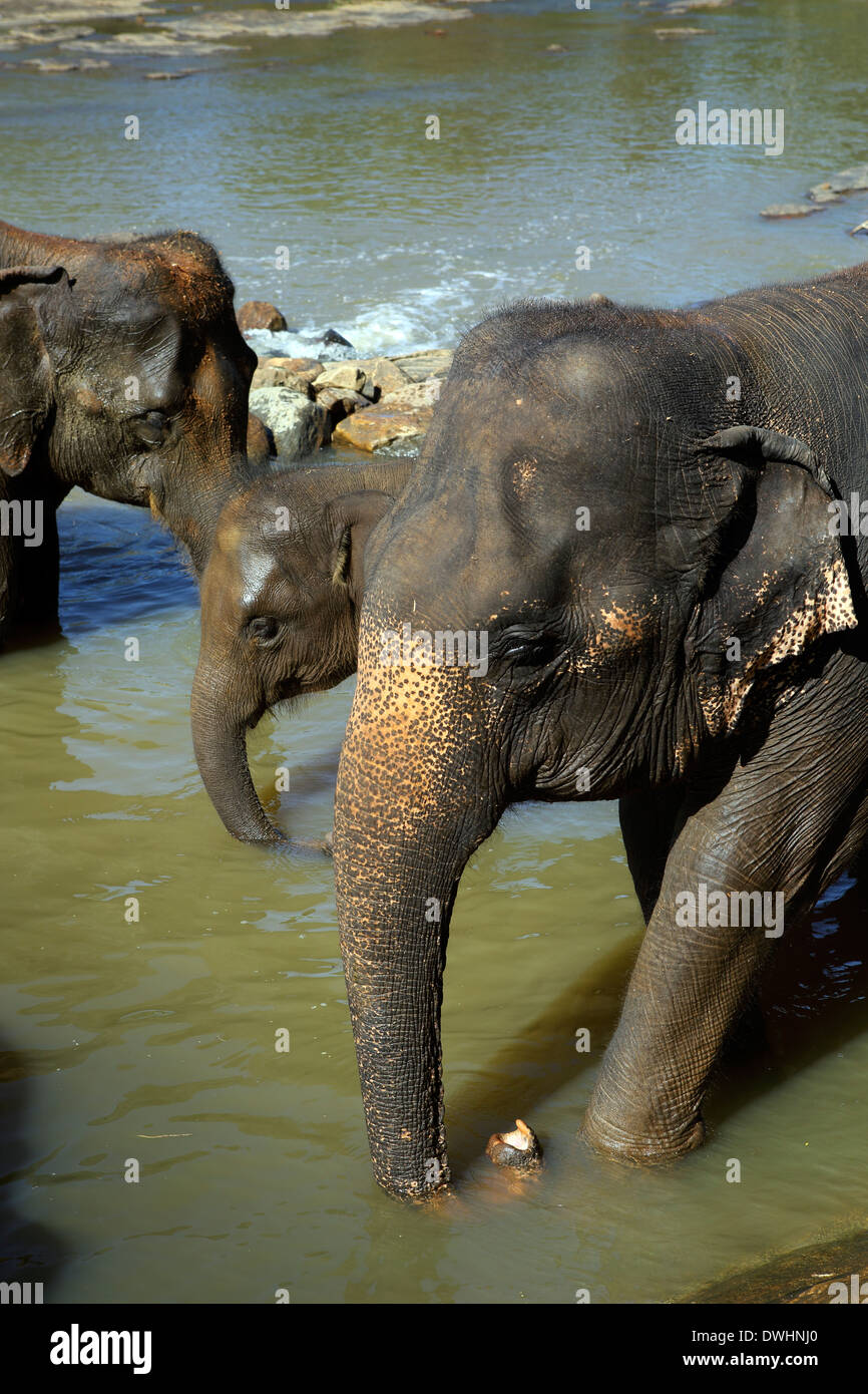 Elephants bathing in river at Pinnawala elephant orphanage Stock Photo
