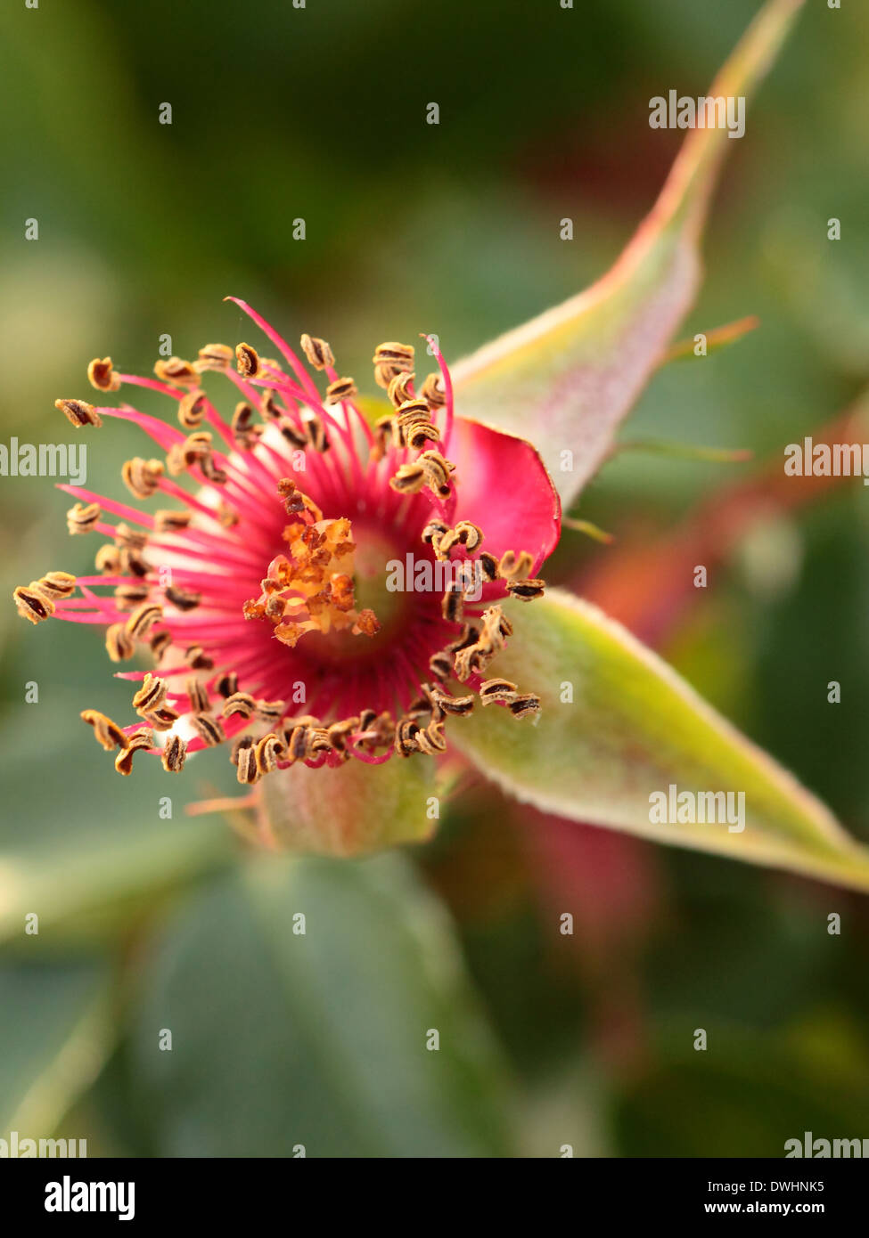 Pink beautiful roses growing in the garden Stock Photo - Alamy