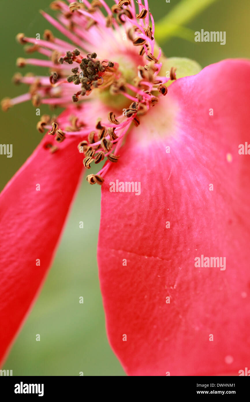 Pink beautiful roses growing in the garden Stock Photo - Alamy