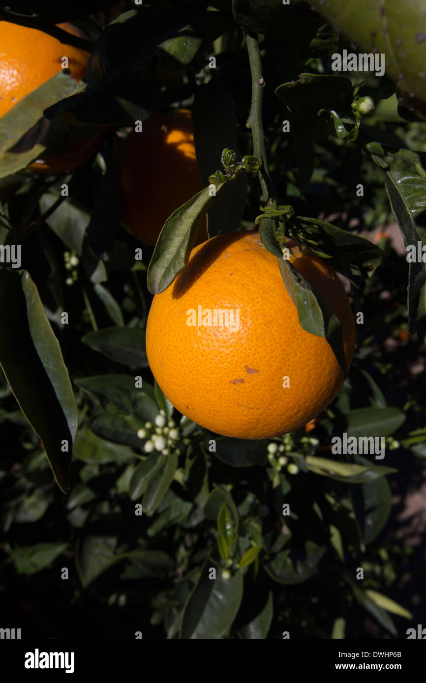 Ripe oranges, ready to pick up the tree. Valencia Stock Photo