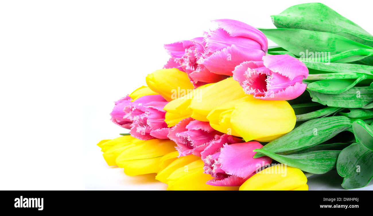 Bouquet of tulips on a white background Stock Photo - Alamy