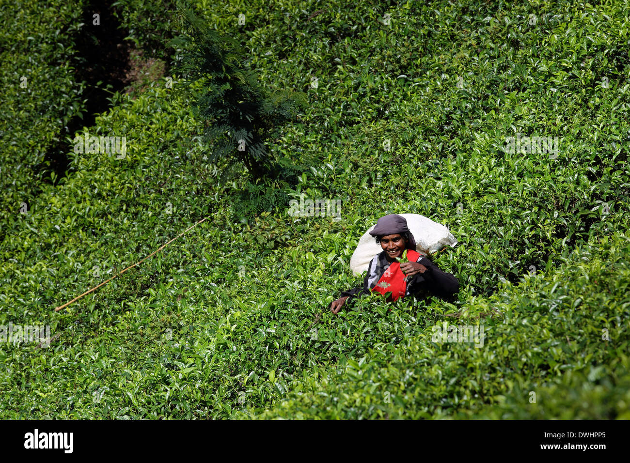 Tea plucker picking tea leaves on estate near Maskeliya in the Sri Lankan highlands Stock Photo