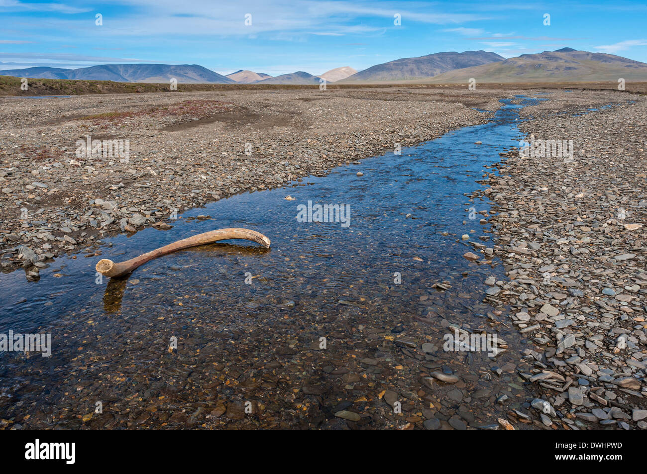 Mammoth tusk hi-res stock photography and images - Alamy Mammoth tusk hi-res stock photography and images - Alamy