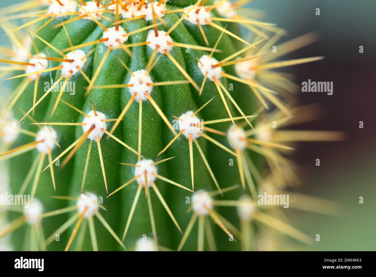 Видоизменение листьев колючки кактуса. Колючка кактуса под микроскопом. Видоизменение листа колючки и кактуса. Кактус видоизменение побега. Колючки видоизмененные побеги.