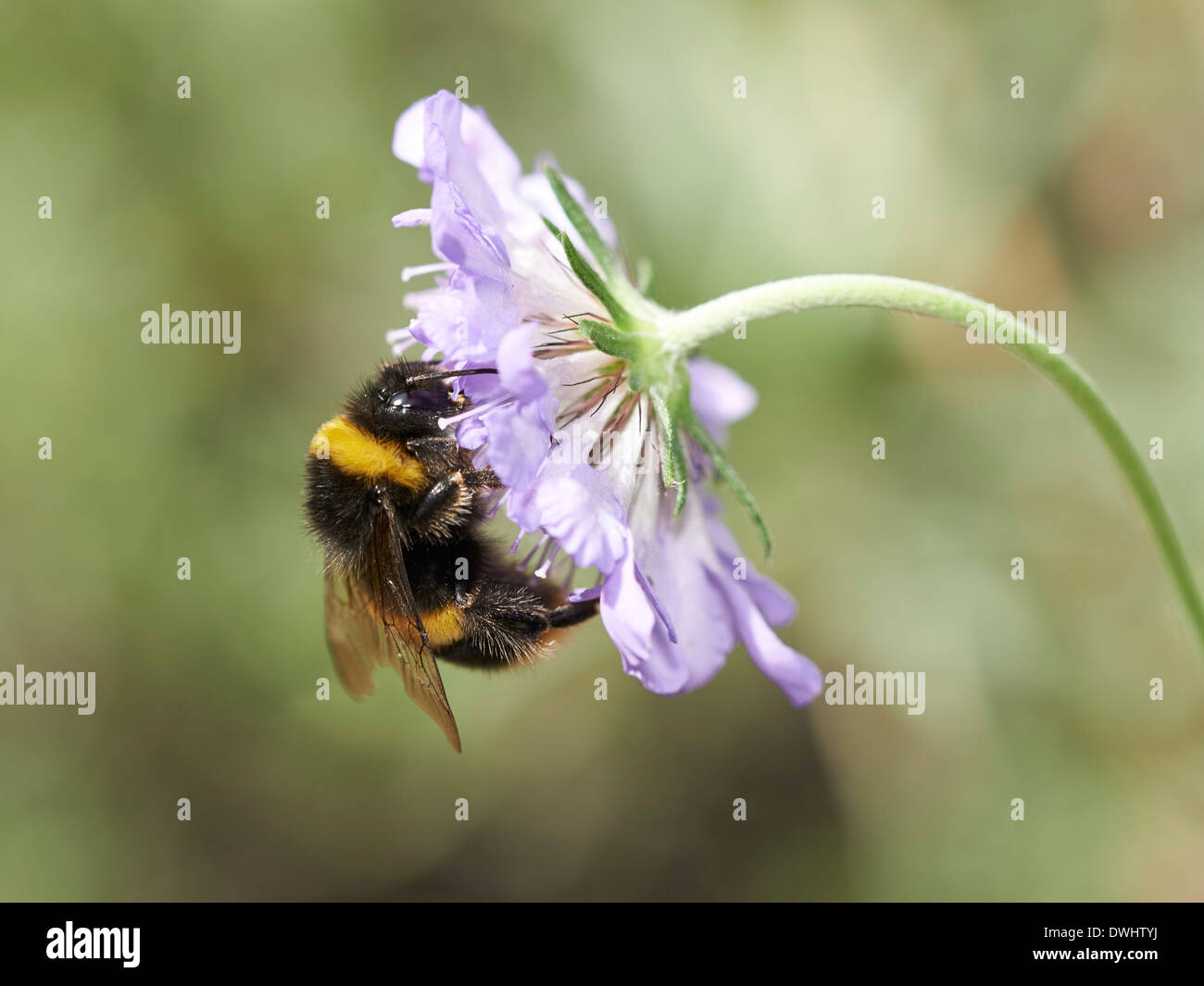 Buff-tailed bumblebee Stock Photo