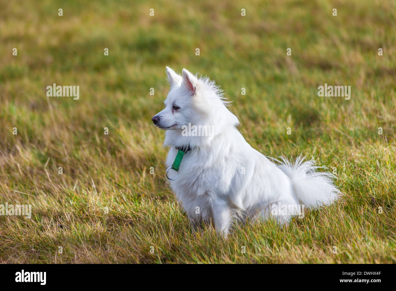 White Pomeranian dog sitting on grass field Stock Photo