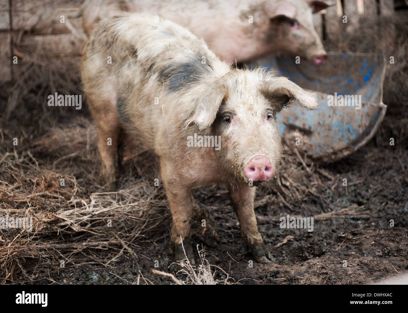 Young dirty pig on a pig farm Stock Photo
