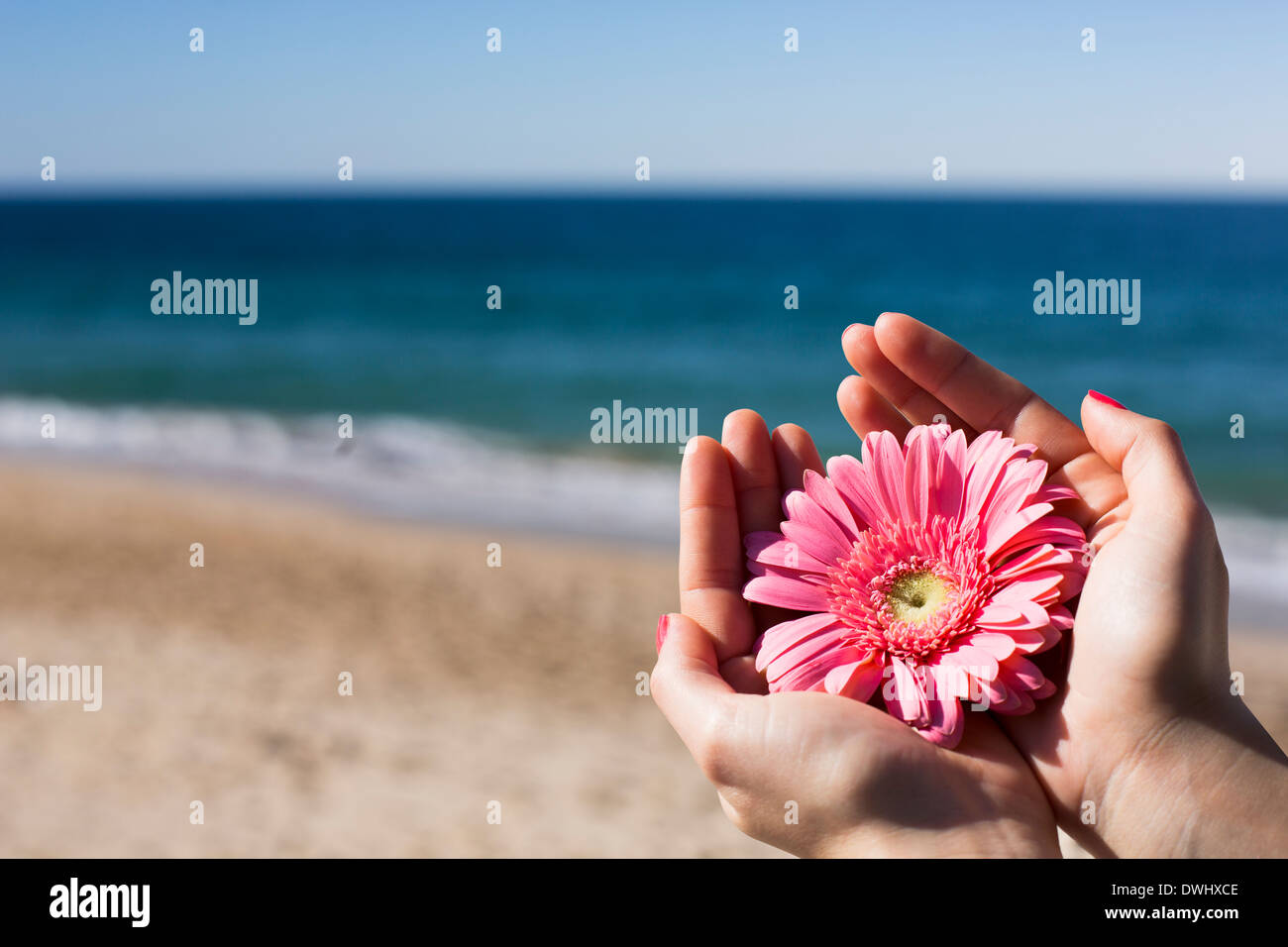 hands with  rose flower on a beauty beach Stock Photo