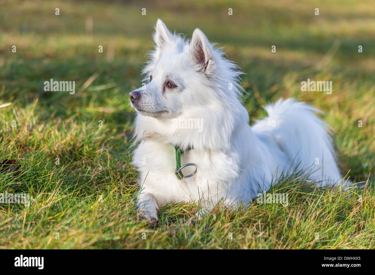 White Pomeranian dog lying on grass field Stock Photo