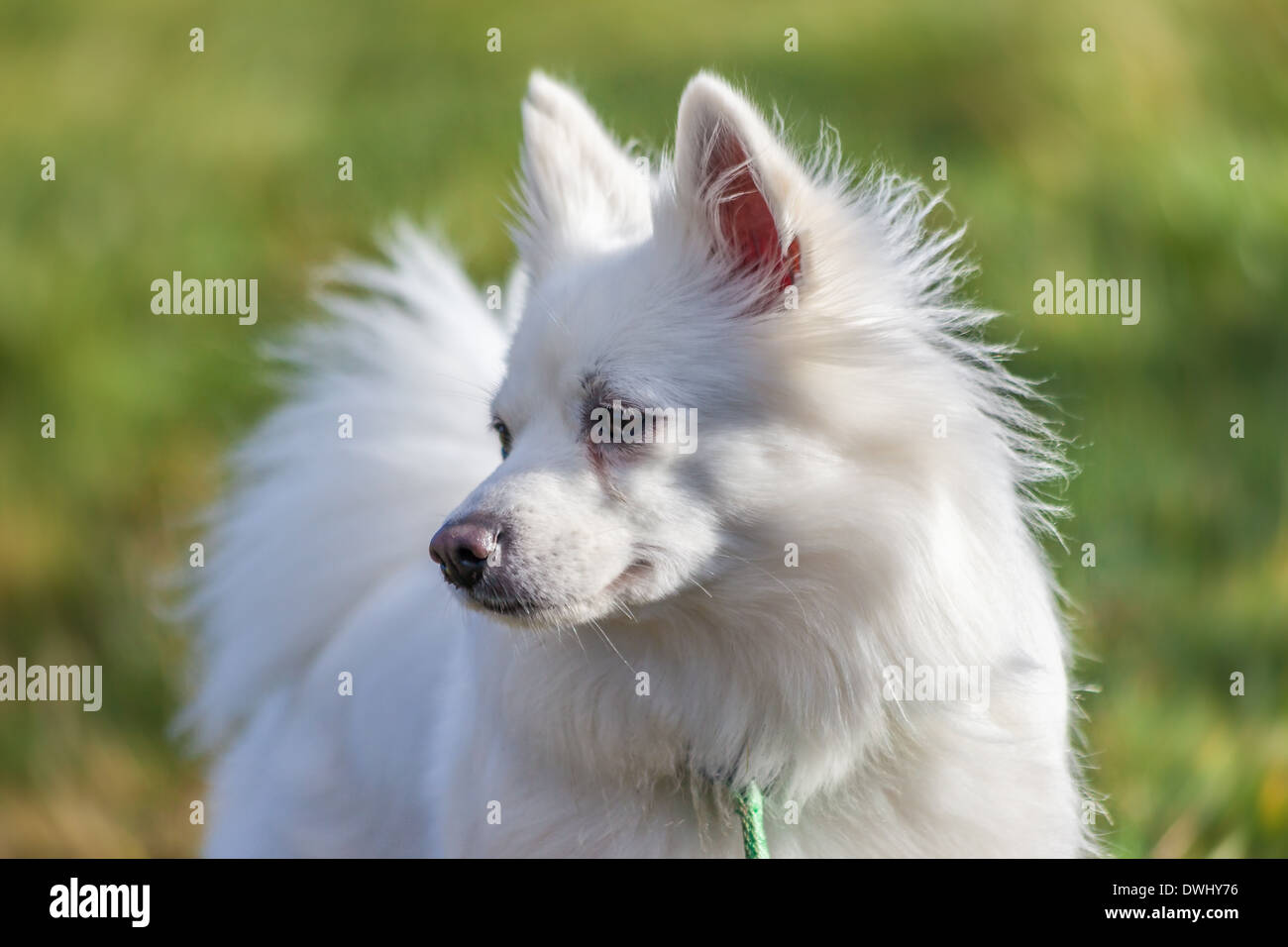White pomeranian hires stock photography and images Alamy