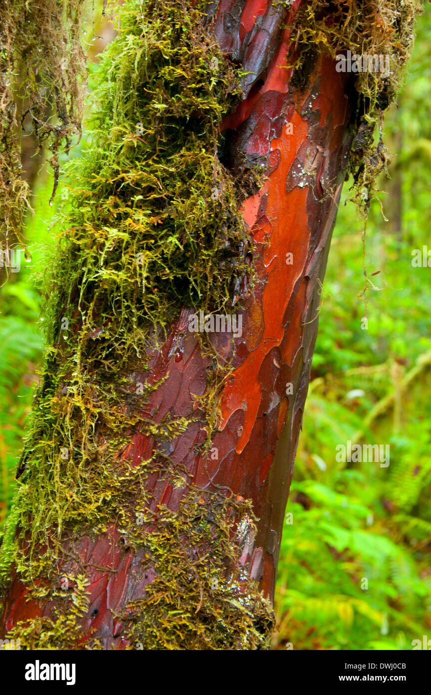 Pacfic yew along Alsea Falls Trail, Alsea Falls Recreation Site, South