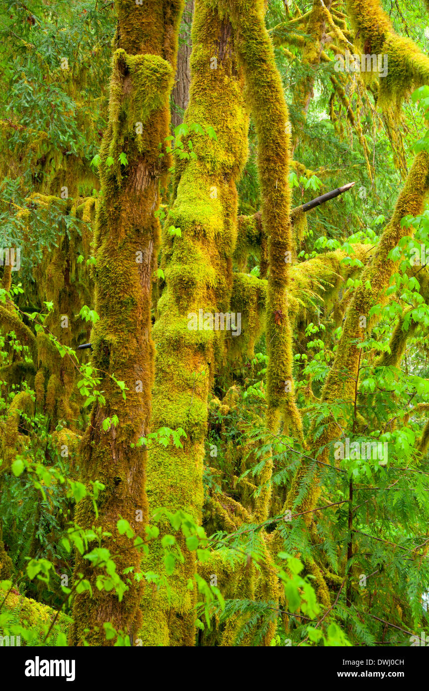 Forest along Alsea Falls Trail, Alsea Falls Recreation Site, South Fork