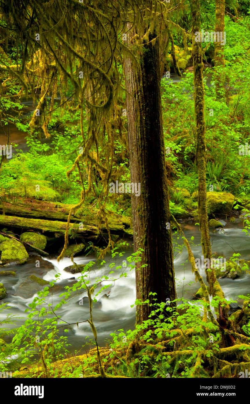 South Fork Alsea River along Alsea Falls Trail, Alsea Falls Recreation