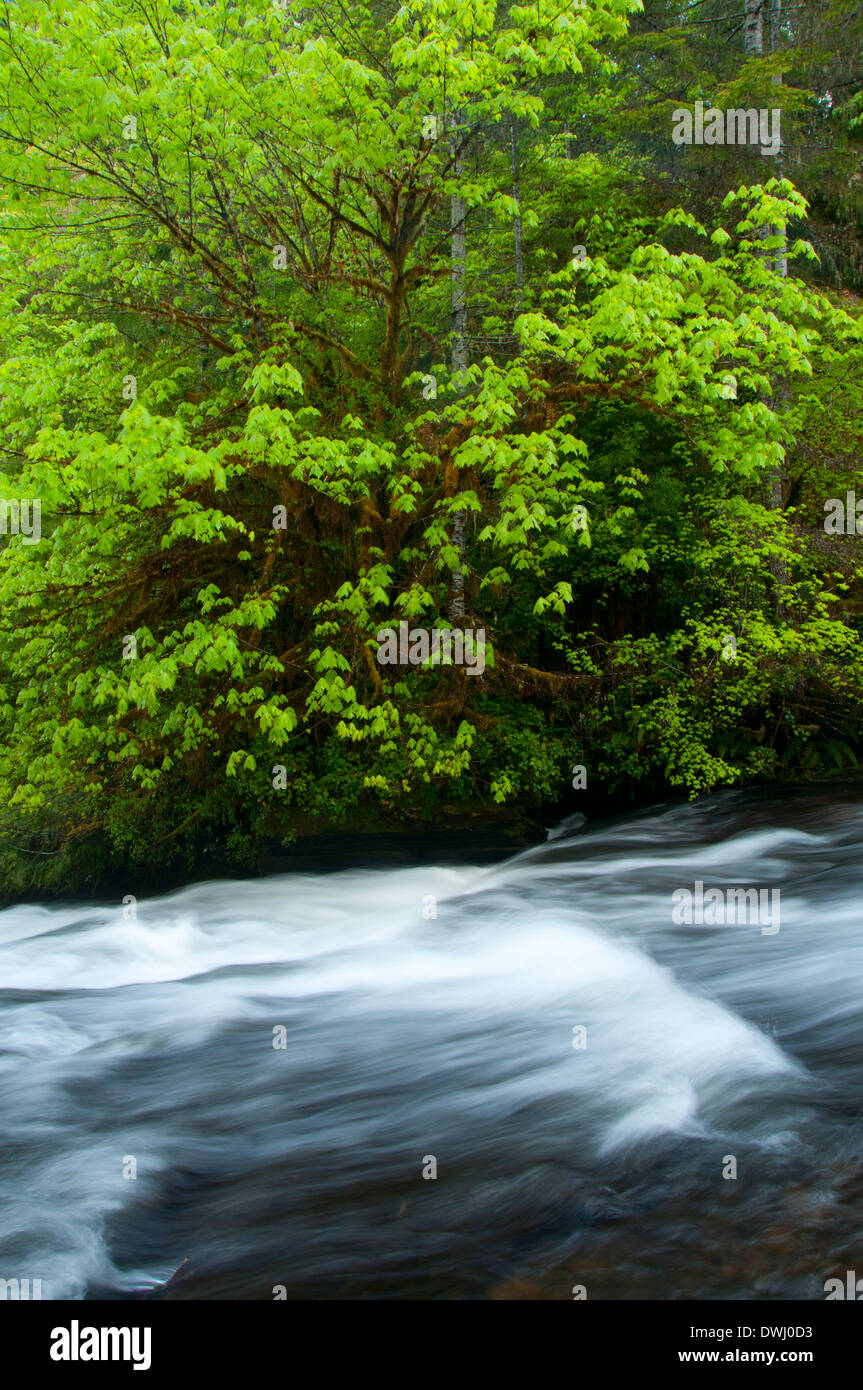South Fork Alsea River along Alsea Falls Trail, Alsea Falls Recreation