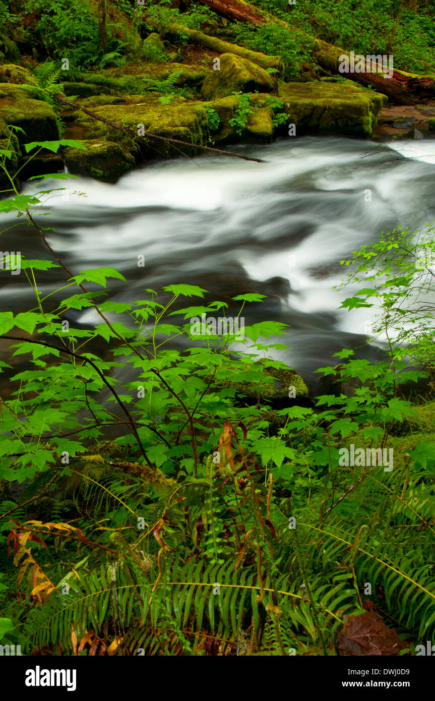 South Fork Alsea River along Alsea Falls Trail, Alsea Falls Recreation