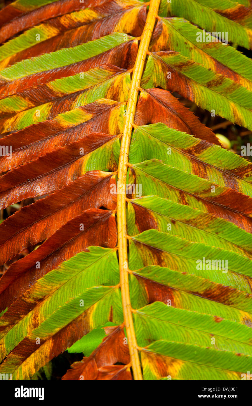 Sword fern along Alsea Falls Trail, Alsea Falls Recreation Site, South Fork Alsea River National Back Country Byway, Oregon Stock Photo