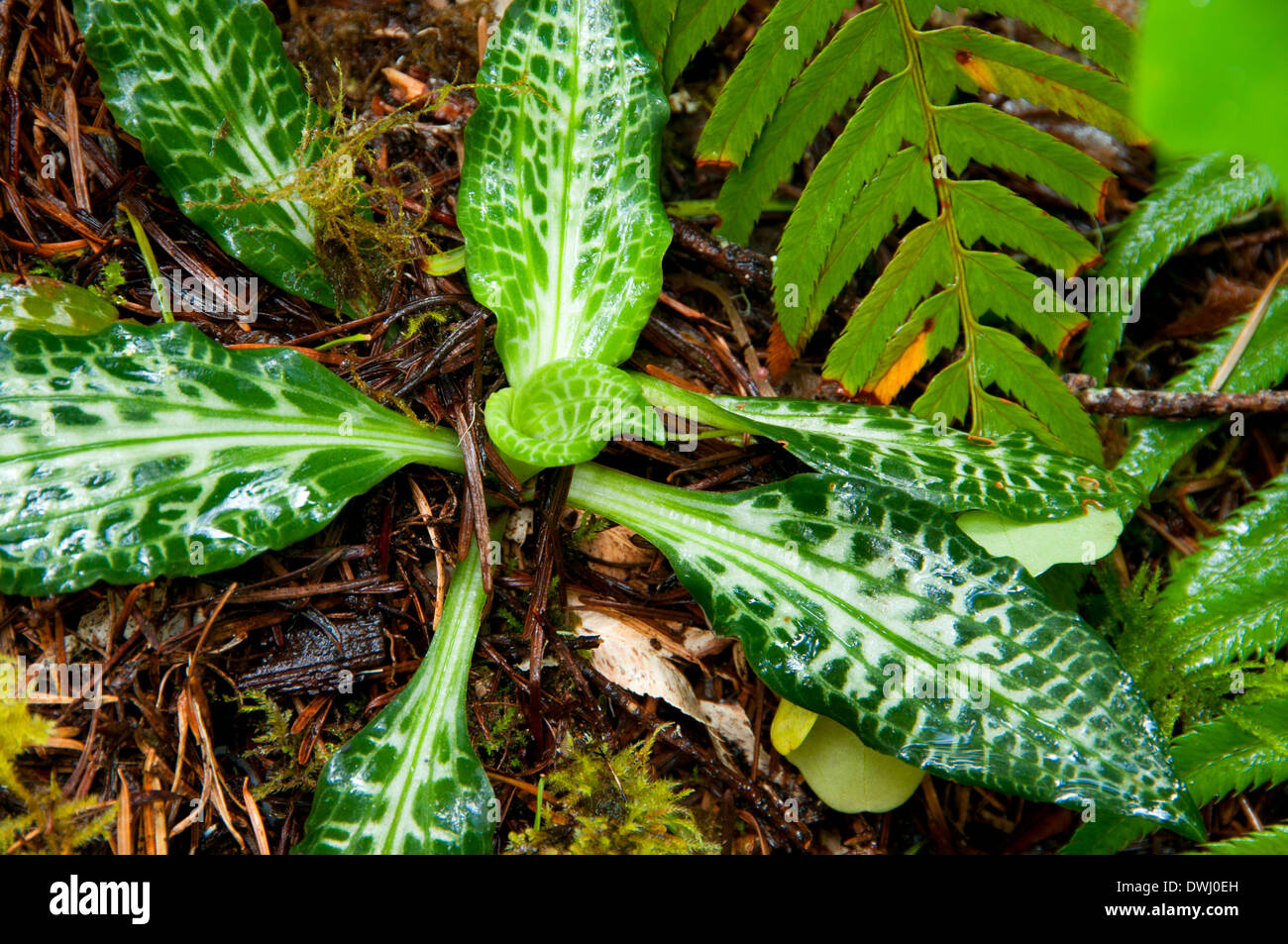 Menzies’s Rattlesnake plantain (Goodyera oblongifolia), Alsea Falls Recreation Site, OR Stock Photo