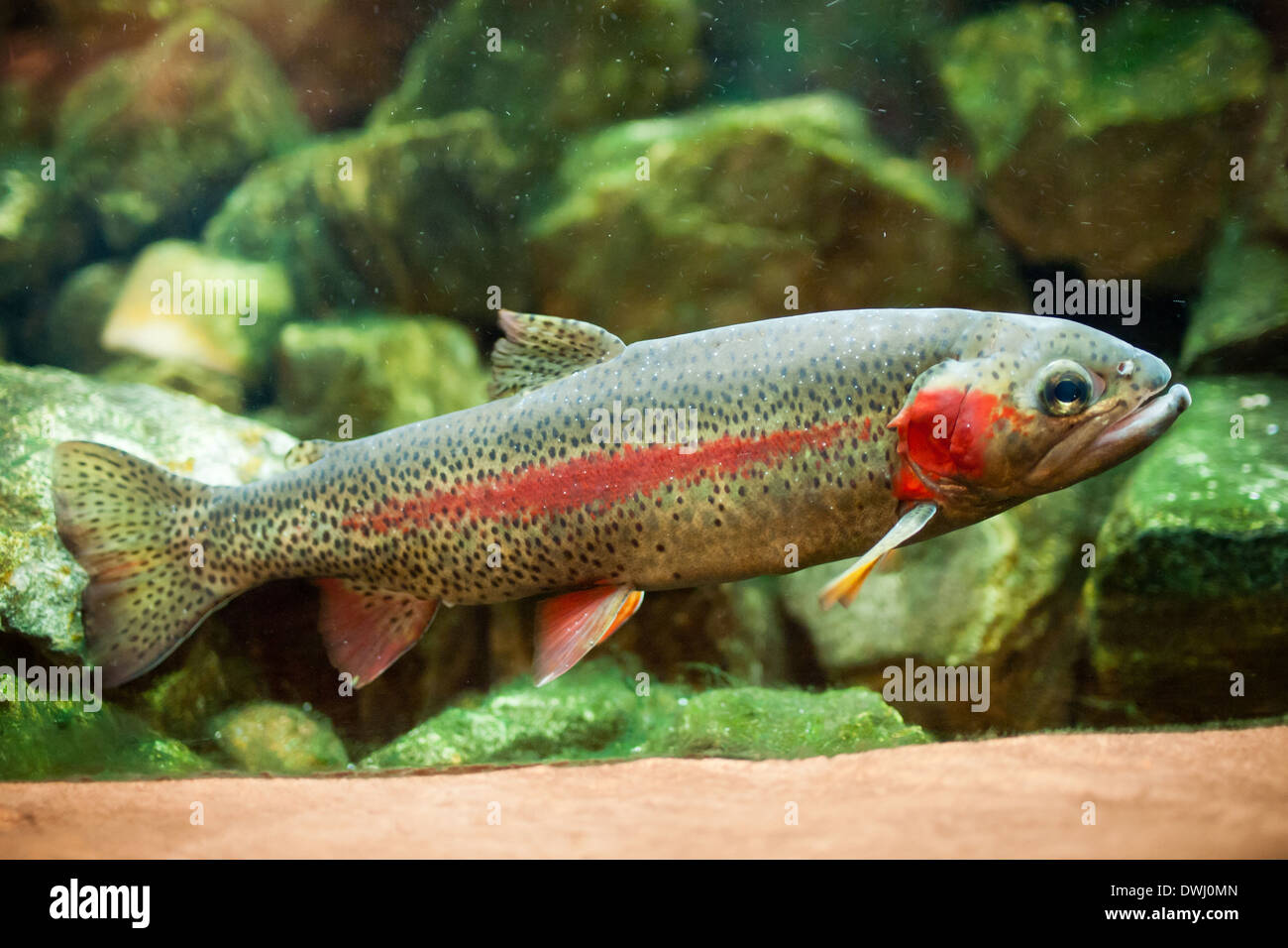 A male rainbow trout (Oncorhynchus mykiss) in an aquarium at the Royal Alberta Museum, in Edmonton, Alberta, Canada. Stock Photo