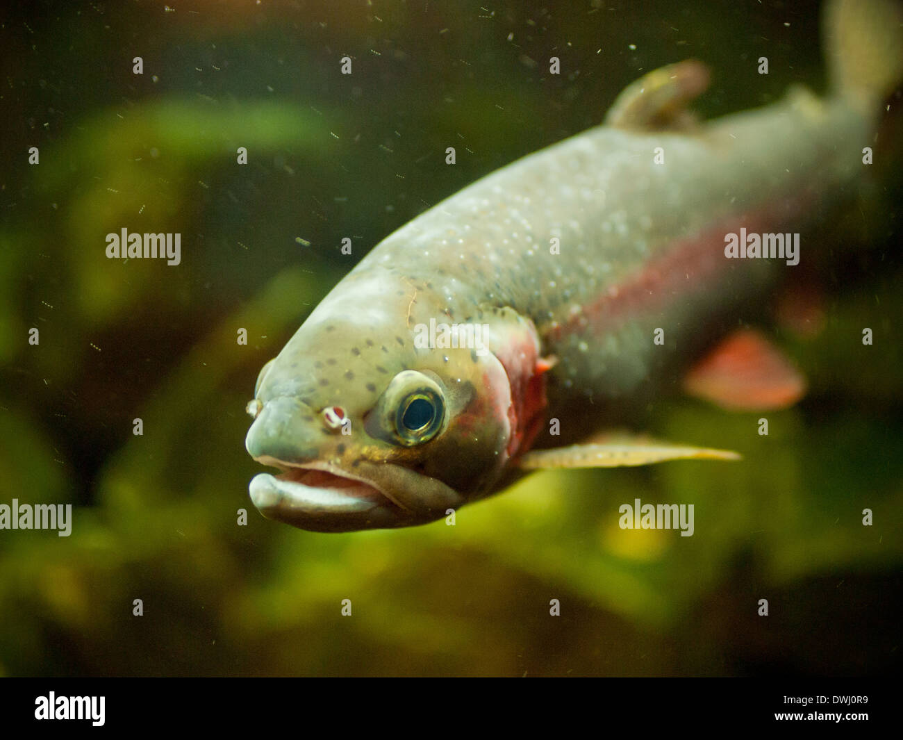 A male rainbow trout (Oncorhynchus mykiss) in an aquarium at the Royal