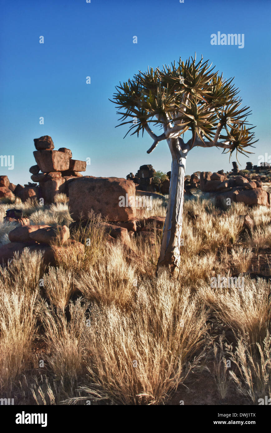 Quiver tree, Kokerboom, Aloe dichotoma, and dolerite boulders, Giant's Playground, Keetmannshoop, Namibia, West Africa Stock Photo