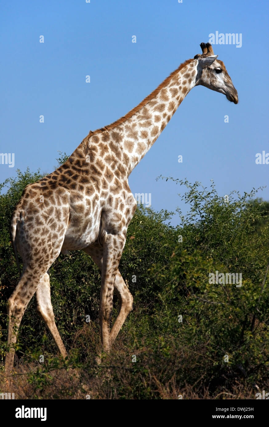 A Giraffe (Giraffa camalopardalis) in the Savuti Area of Botswana Stock Photo