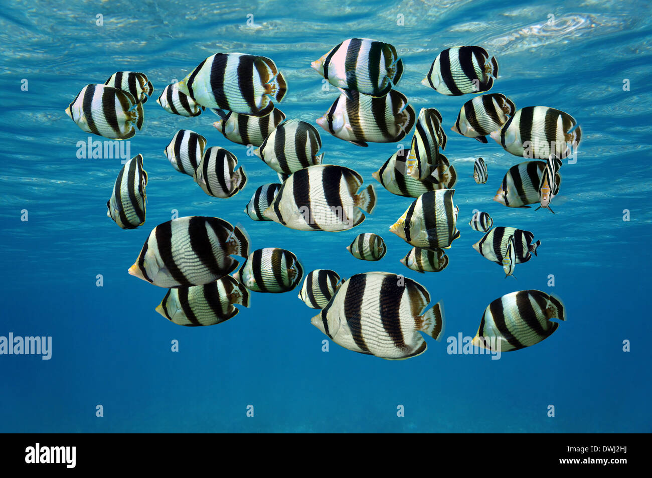 Shoal of tropical fish, Banded butterflyfish, with water surface in background, Caribbean sea Stock Photo