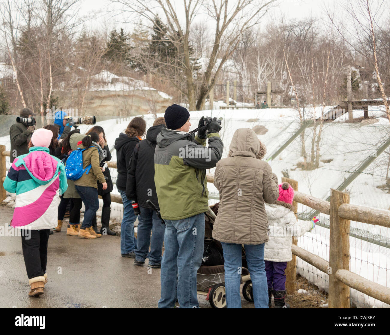 People taking pictures and watching at the Arctic Wolf display at the Toronto Zoo on a cold cloudy winter day Stock Photo