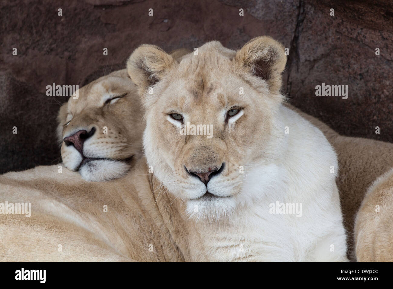 Two White Lionesses At The Toronto Zoo Stock Photo