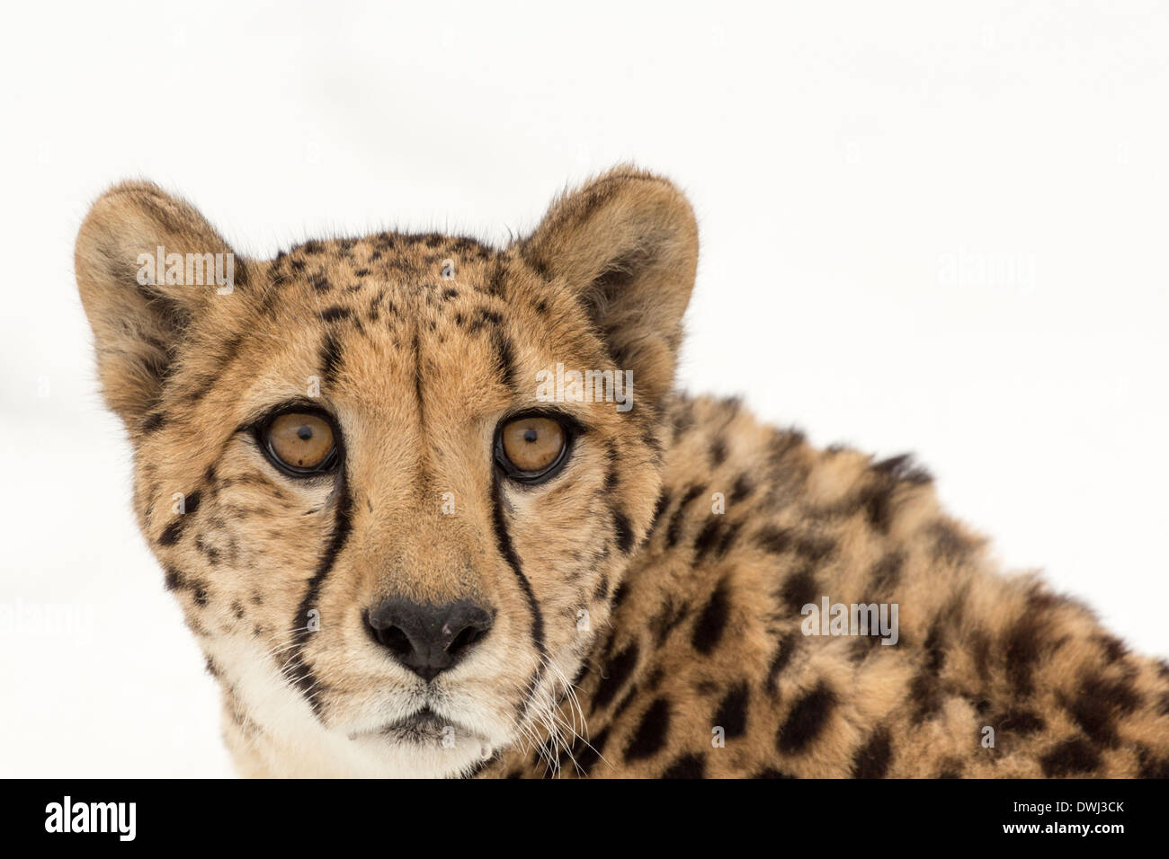 Cheetah face staring right into camera Stock Photo