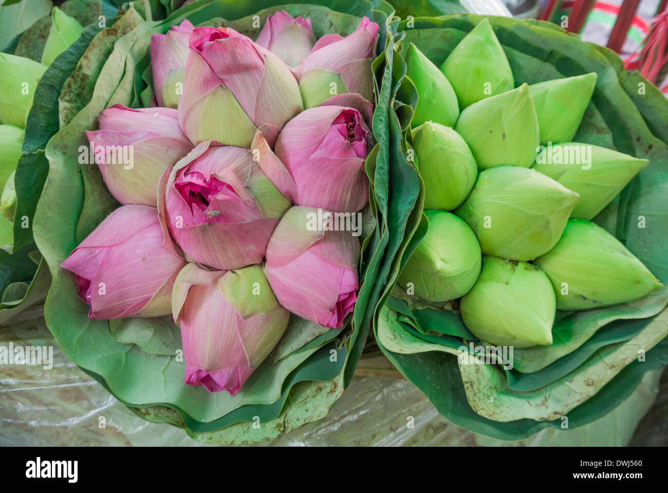 Lotus flower market hires stock photography and images Alamy