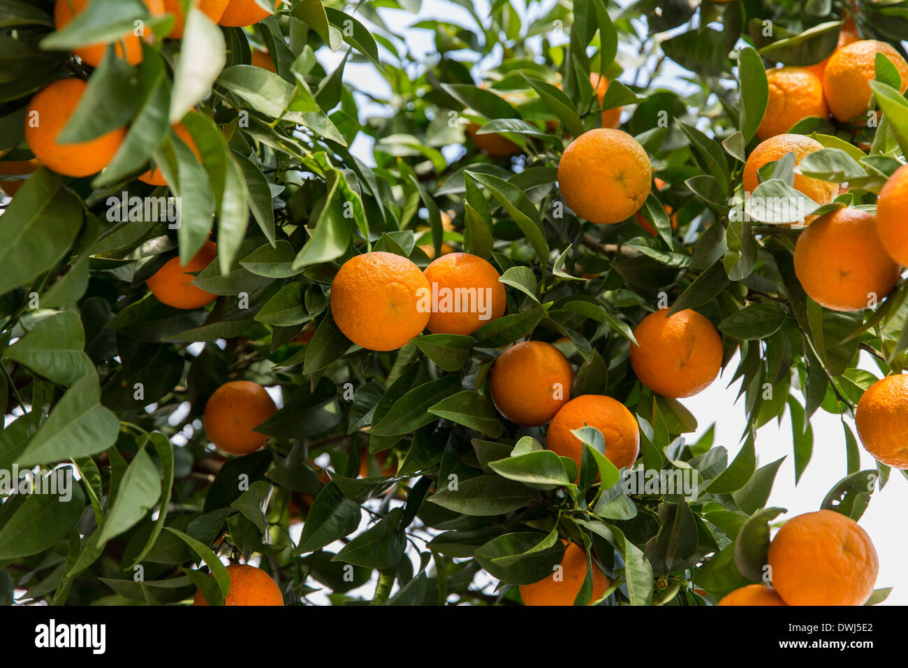 Orange citrus fruits on tree Stock Photo