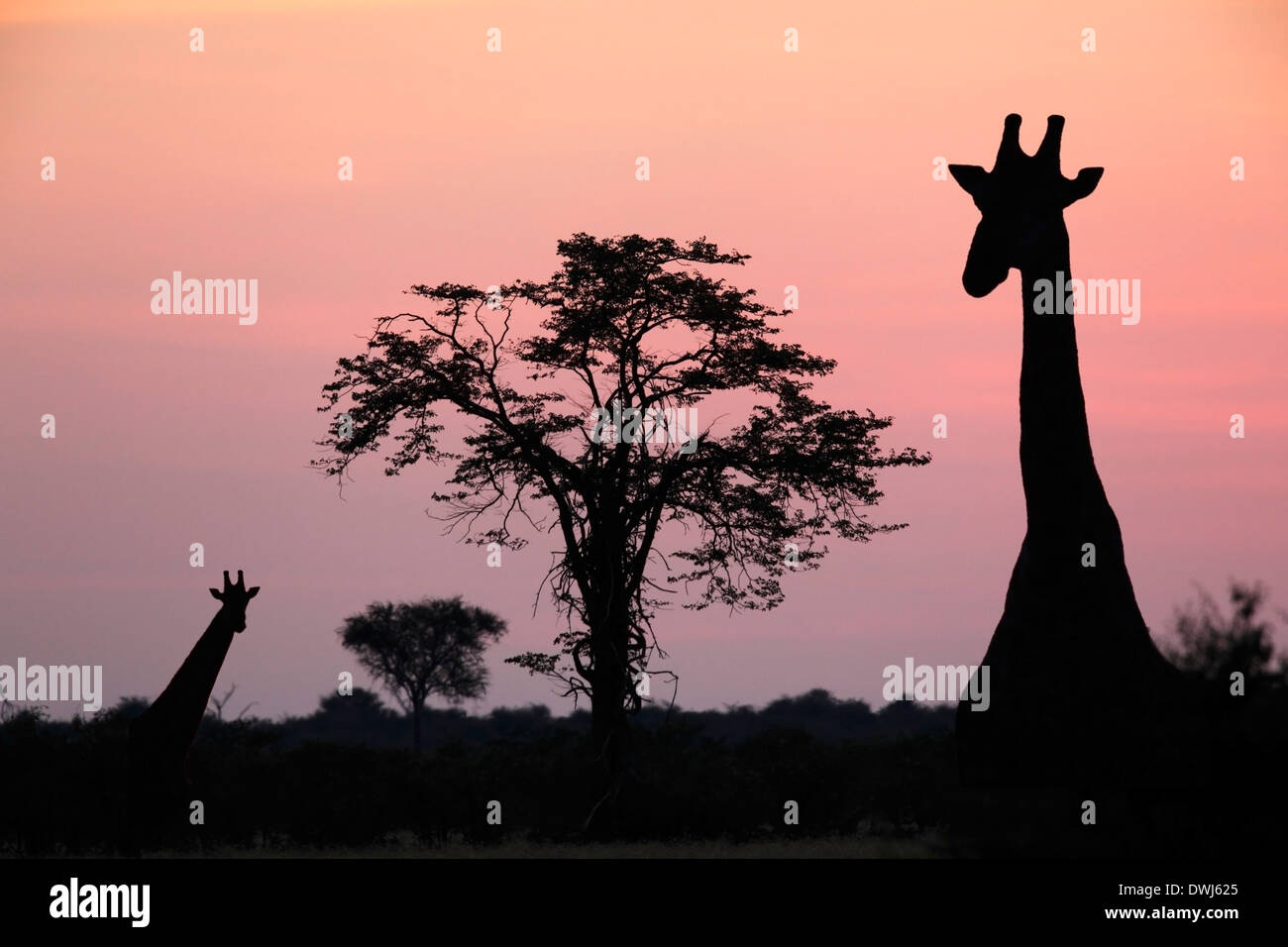 Giraffe (Giraffa camelopardlis) at dusk in the Savuti area of Botswana Stock Photo