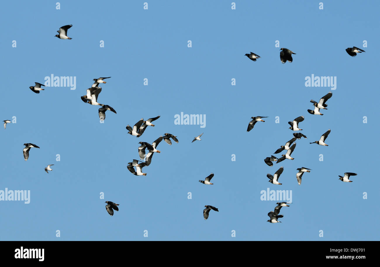 Dunlin in flight hi-res stock photography and images - Alamy