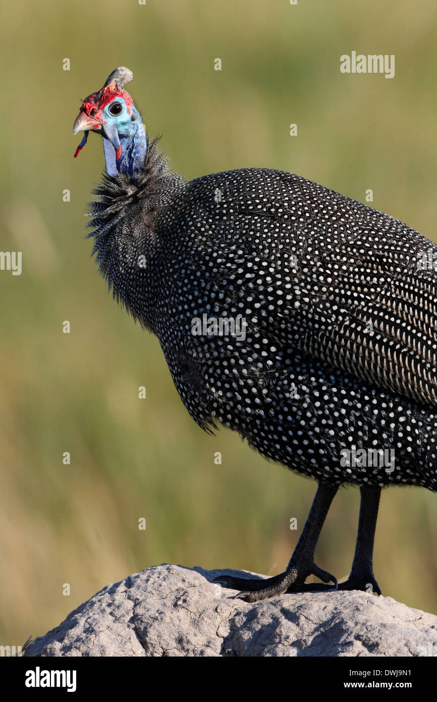 Helmeted Guineafowl (Numida meleagris) standing on a termite mound in the Xakanixa region of the Okavango Delta in Botswana Stock Photo