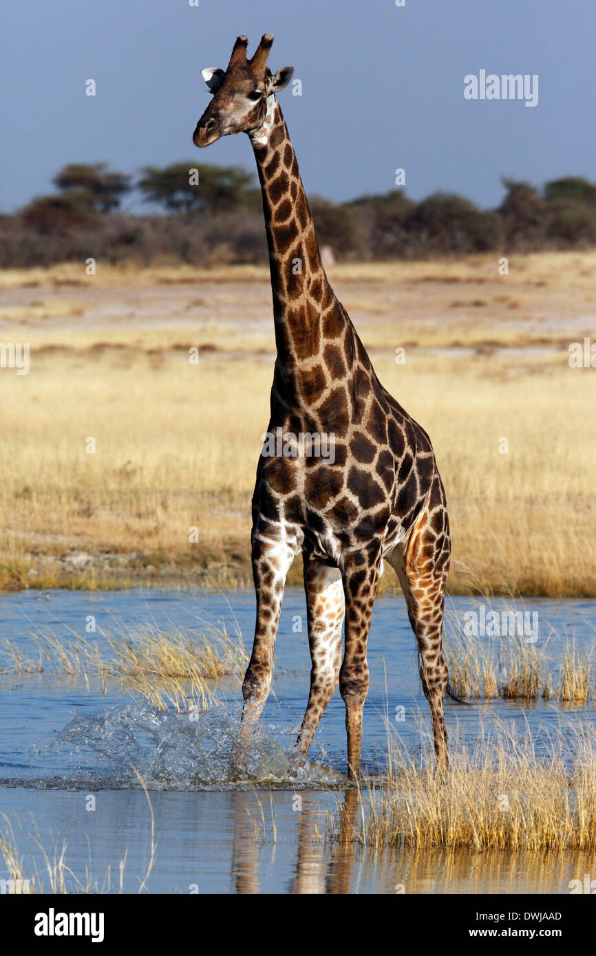 A Giraffe (Giraffa camelopardalis) at a waterhole in Etosha National Park in Namibia Stock Photo
