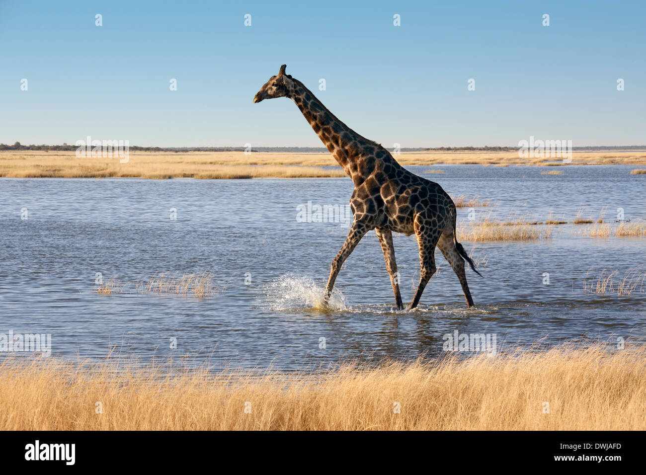 A Giraffe (Giraffa camelopardalis) crossing a flooded salt pan in Etosha National Park in Namibia. Stock Photo